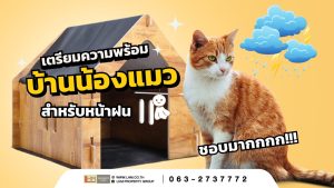 หน้าฝนนี้ ดูแลบ้านให้น้องแมวปลอดภัยจากเชื้อรา ด้วยการระบายอากาศ ทำความสะอาด และดูแลความแห้งของน้องแมว